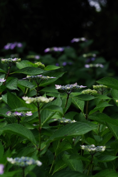 額紫陽花達のお出迎え
