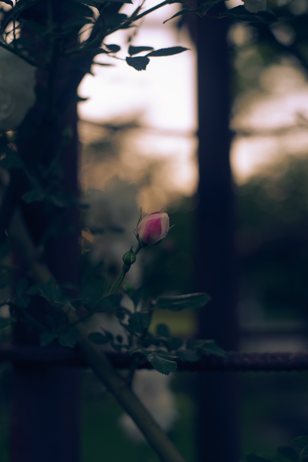暮れなずむ頃の薔薇