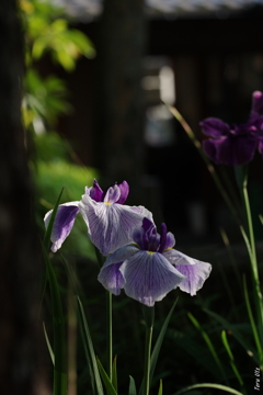 初夏の花影