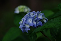 梅雨彩の想いで