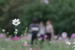 秋桜も見ていますよ