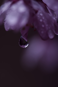 春雨の雫
