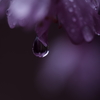 春雨の雫