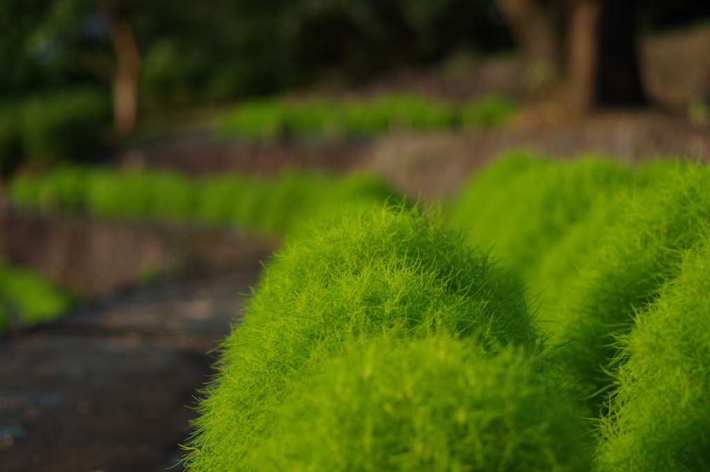 大阪鶴見緑地　夏のグリーンコキア