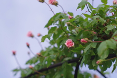 陽光の彩り