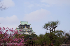 大阪城公園と言えば大阪城　松◯梅付き