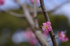 今年一番の紅梅の花