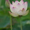 夏香る蓮の花