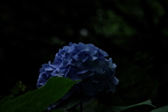梅雨時期の青
