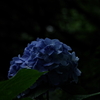 梅雨時期の青
