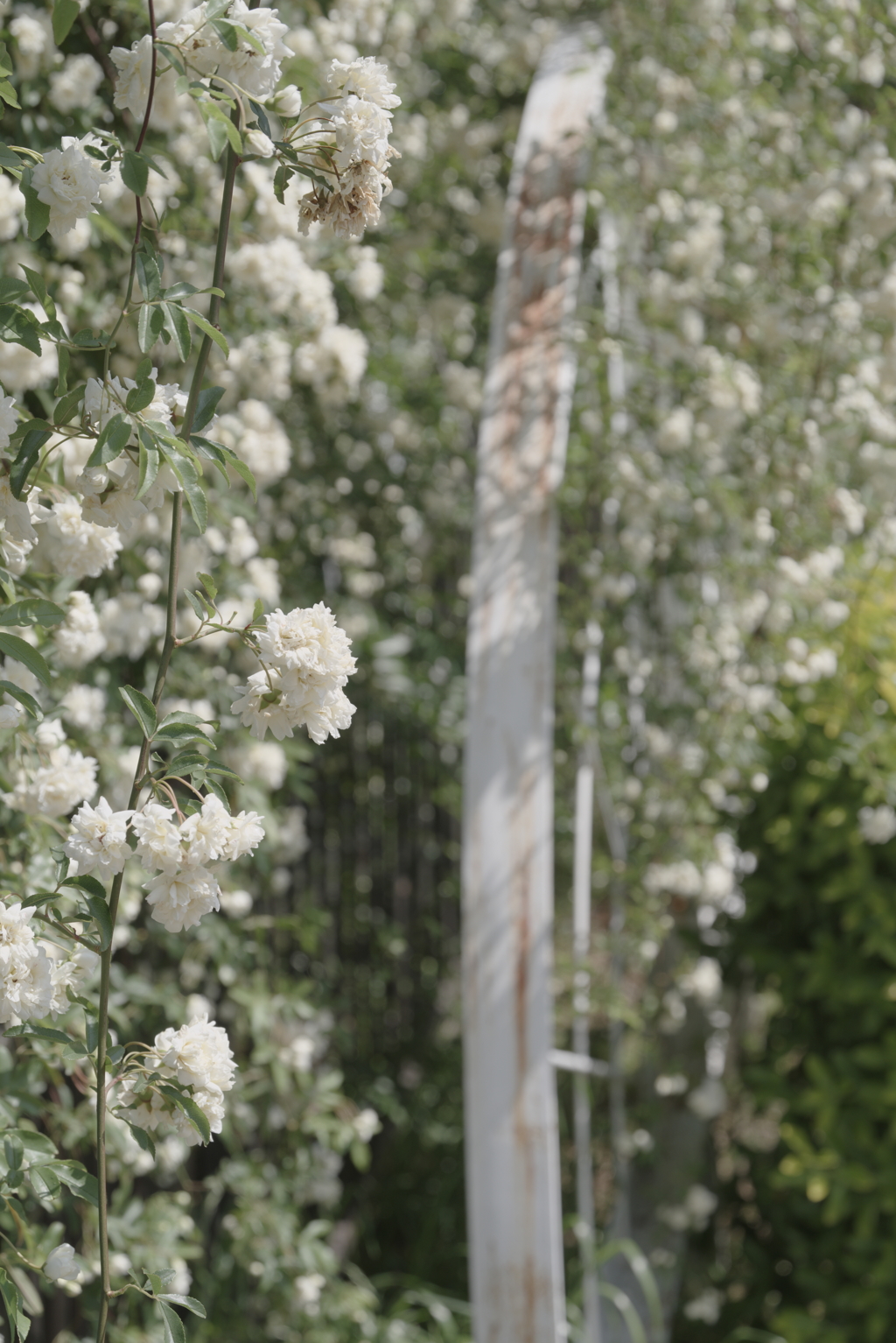 白薔薇の記憶
