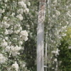 白薔薇の記憶
