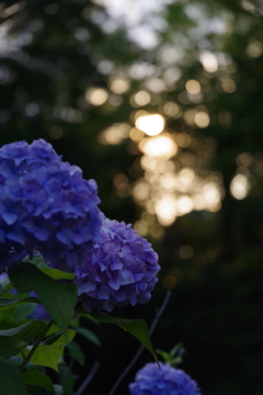 Twilightスプラッシュ 紫陽花