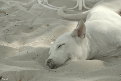 Zzzz....　ビーチにて