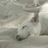 Zzzz....　ビーチにて