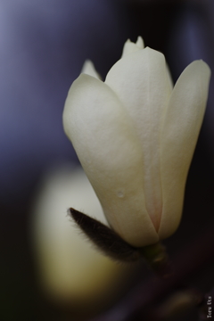 花曇りに淡く灯る