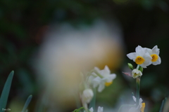 エールを奏でる♪