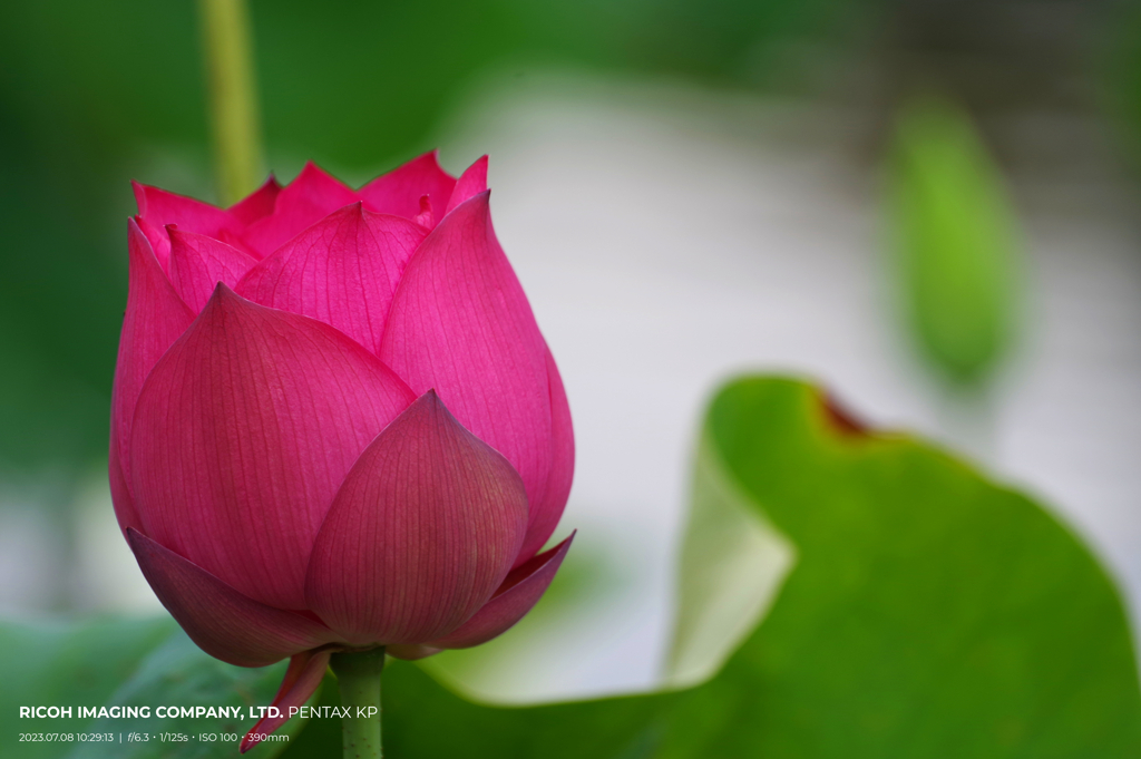 咲くやこの花館 この数ヶ月 館外 "蓮の花2"