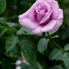 Rose Tenderness- 暖かい優しさ