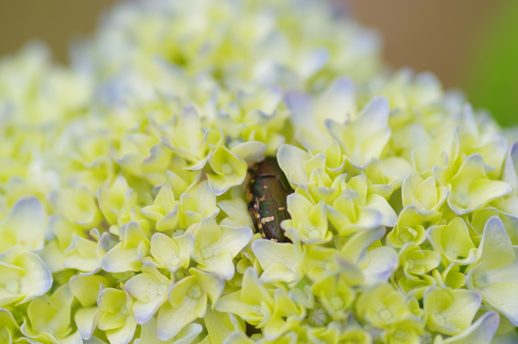 ハナに潜ります  紫陽花