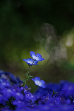 蒼の追憶