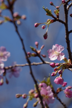 咲き始めの頃 河津桜