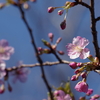 咲き始めの頃 河津桜