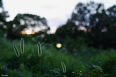 晩夏の夕方に見えた狗尾草