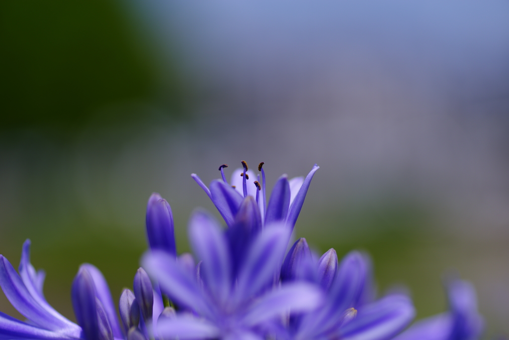 夏華の祈り