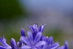夏華の祈り