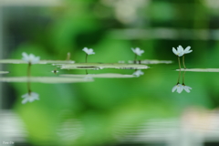 緑映に浮く花鏡蓋