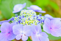 花の谷の薄紫コーデ