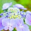 花の谷の薄紫コーデ