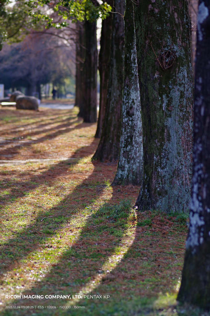 冬のある朝の公園景色