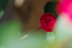 冬陽のステージへスタンバイ