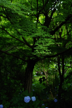 青水無月の緑映