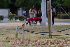 あの辺の人とか犬とか、このロープの辺まで来ーへんやろな。。ここワシの島やで。