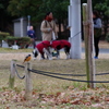 あの辺の人とか犬とか、このロープの辺まで来ーへんやろな。。ここワシの島やで。