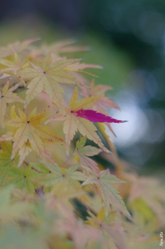 紅一葉