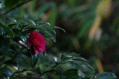 冬光を纏う緑葉と紅ひとつ