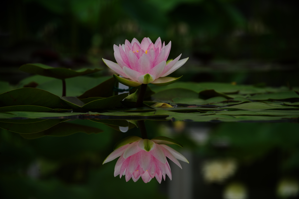 夏凪の一華