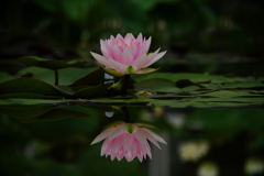 夏凪の一華
