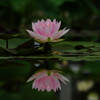 夏凪の一華