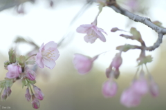 陽春のはじまり