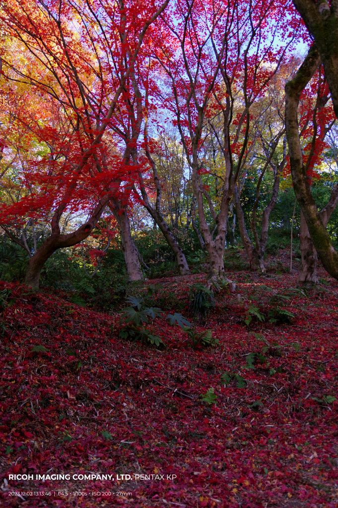 静かに紅に染まる