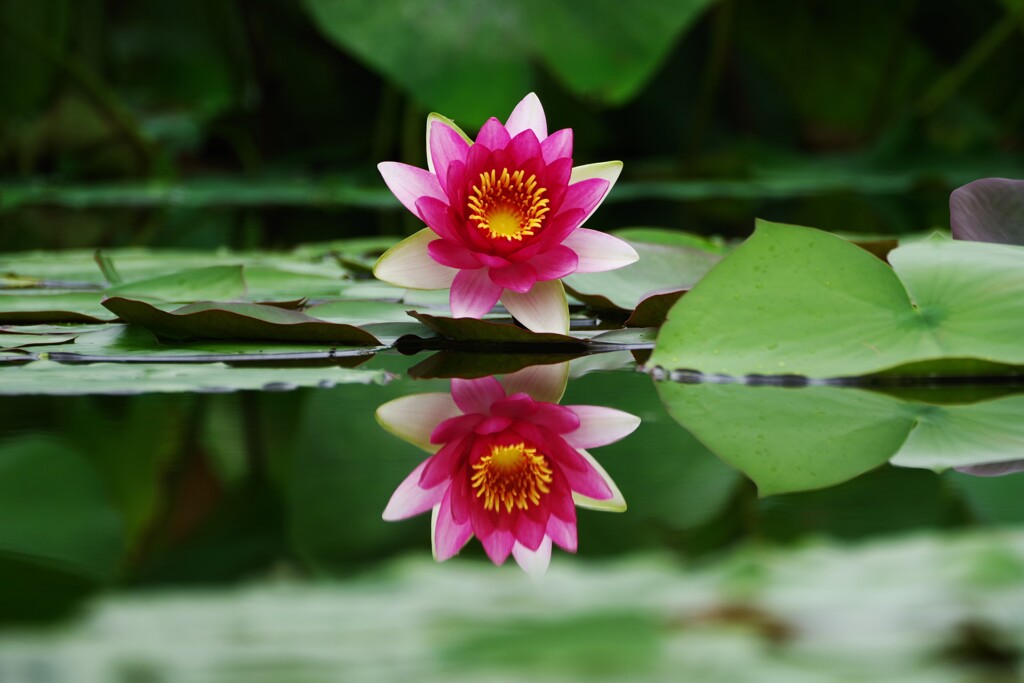 夏のシンメトリー 睡蓮