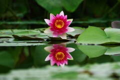 夏のシンメトリー 睡蓮
