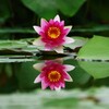 夏のシンメトリー 睡蓮
