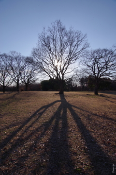 公園で出会った系統樹