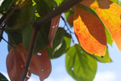 秋陽のフィルター